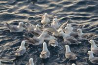 Northern Fulmars