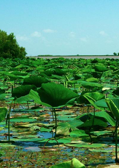 Freshwater Marsh