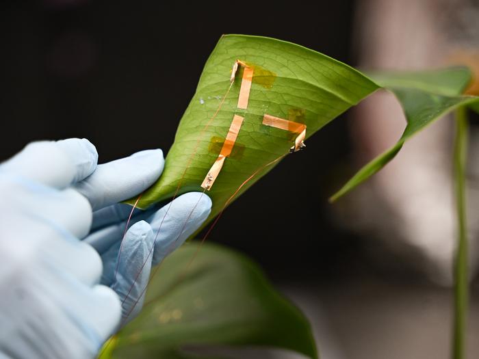 Incorvia lab 1