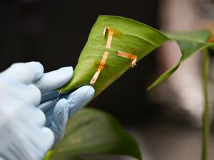 Incorvia lab 1