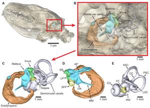 European Hedgehog Ear anatomy