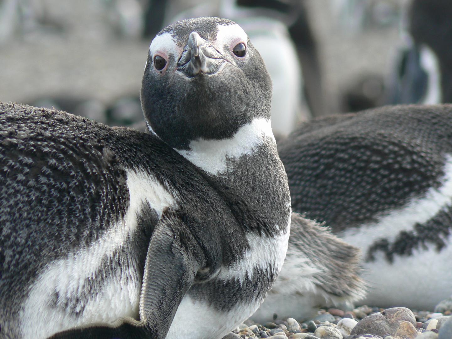 Magellanic Penguin