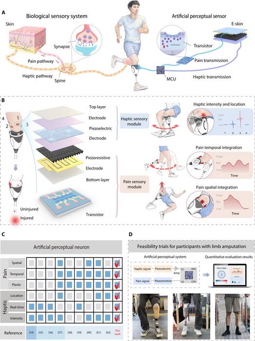 A BPS for spatiotemporal decoding of haptic and pain stimuli in prostheses.