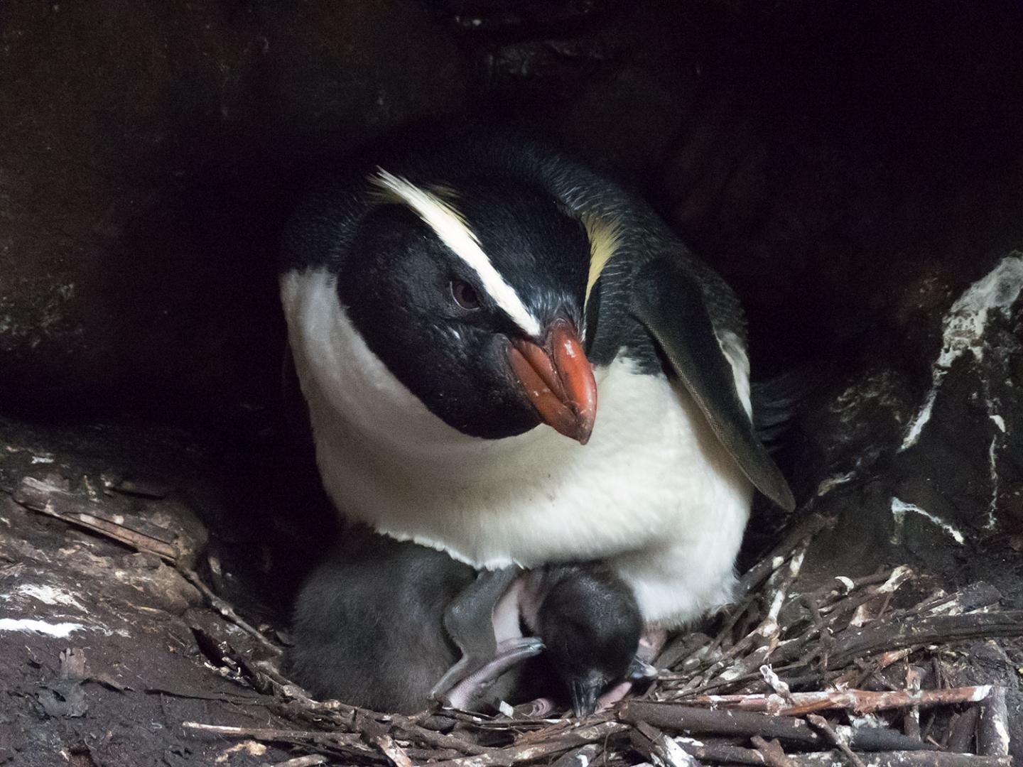New Zealand Penguins Make Mammoth Migrations, Travelling Thousands of Kilometers to Feed