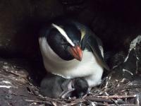 New Zealand Penguins Make Mammoth Migrations, Travelling Thousands of Kilometers to Feed