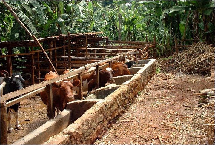 Dairy Cows in Africa