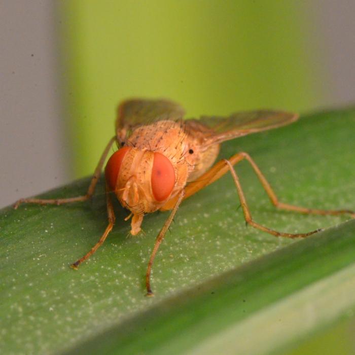 Ormia ochracea