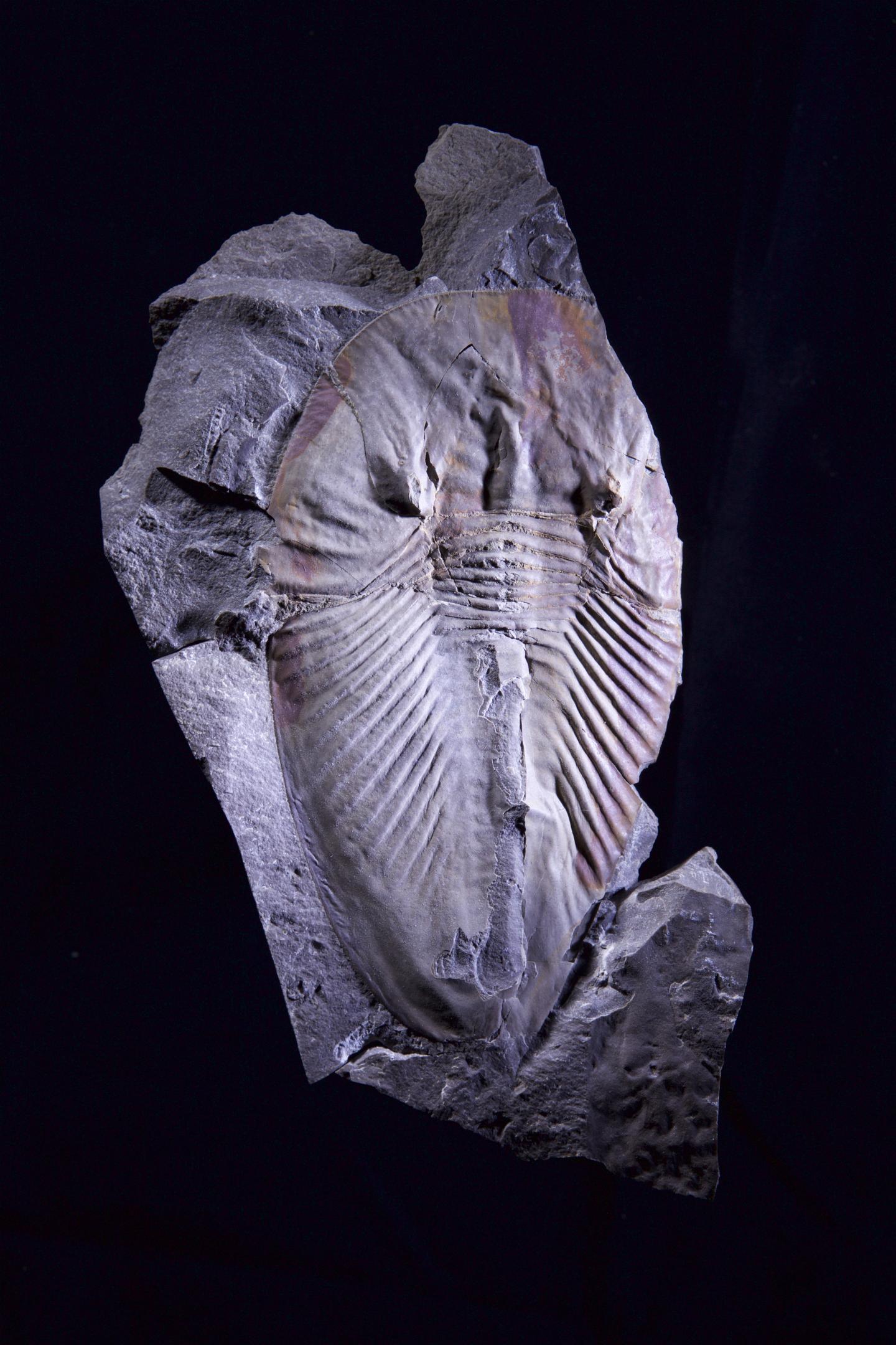 Phytophilaspis