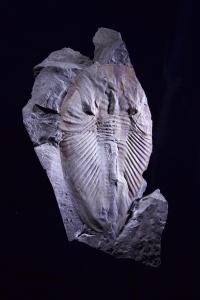 Phytophilaspis