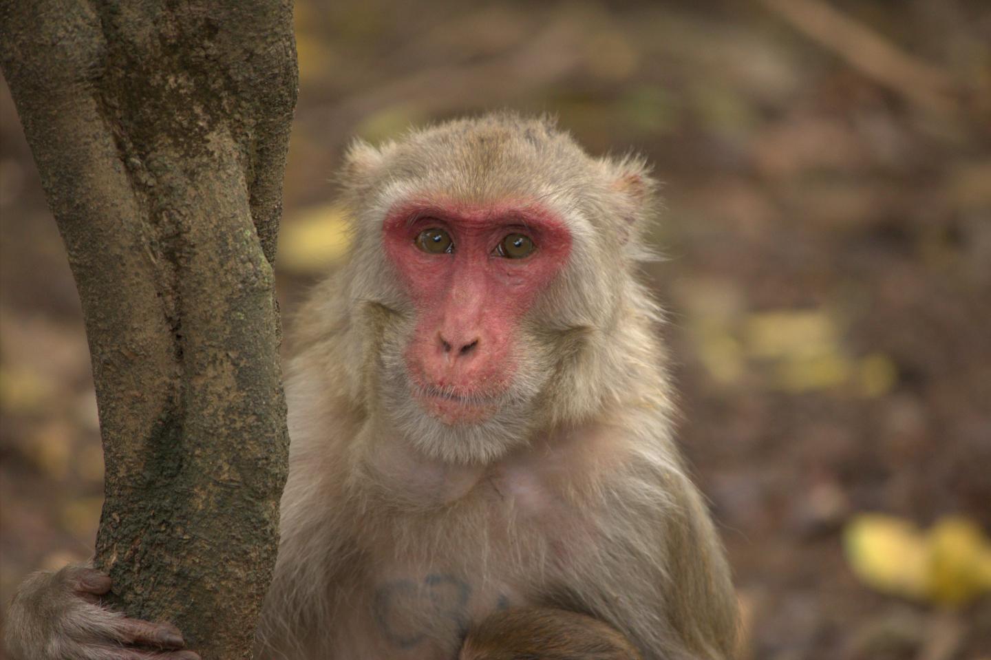 Researchers Pinpoint How Detecting Social Signals May Have Affected How We See Colors