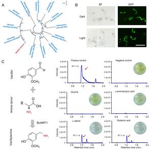 Conversion of vanillin to vanillylamine catalyzed by putative aminotransferase BcAMT1