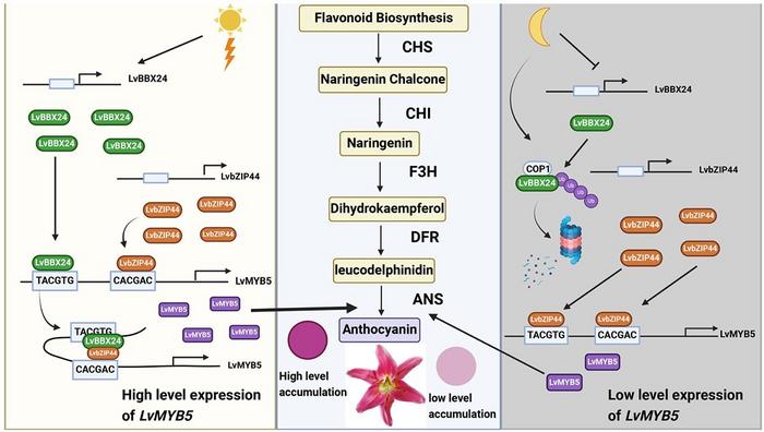 Schematic diagram of anthocyanin biosynthesis and transport in a purple population of tea plants.