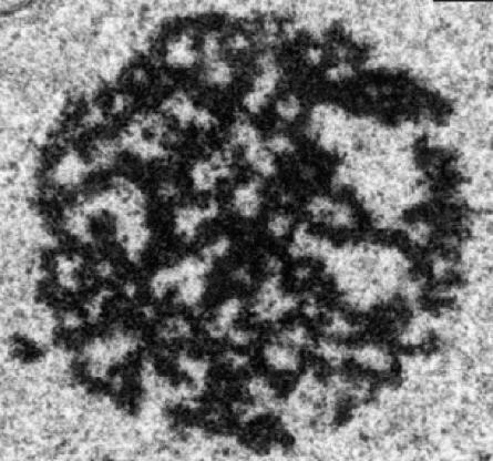 Cellular Amyloids