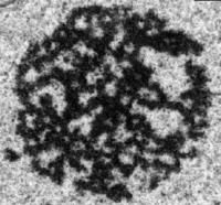 Cellular Amyloids