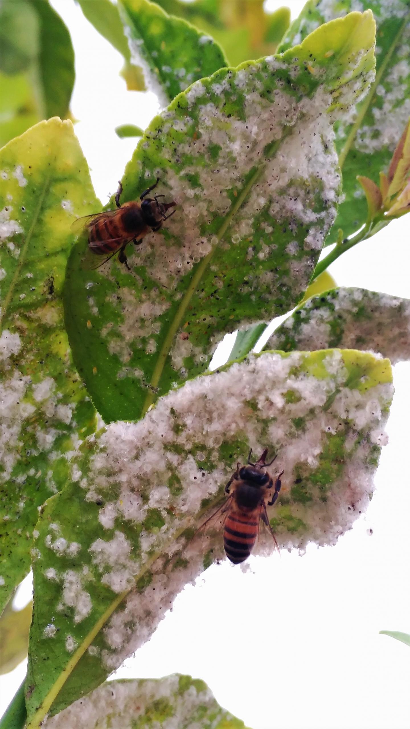 Honeybees