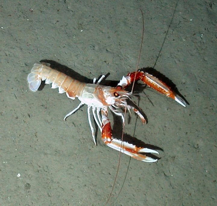 Langoustine (2 of 3)