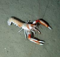 Langoustine (2 of 3)