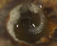 Bee Larva Eating Fungus