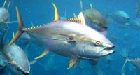 Yellowfin Tuna (<i>Thunnus albacares</i>)