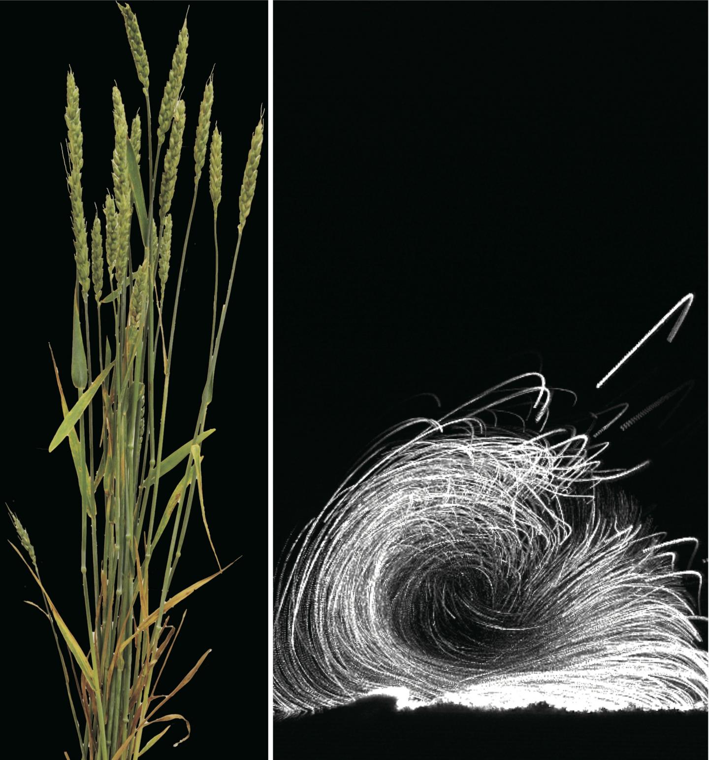 Vortex-Induced Pathogen Dispersal upon Impact (3 of 3)