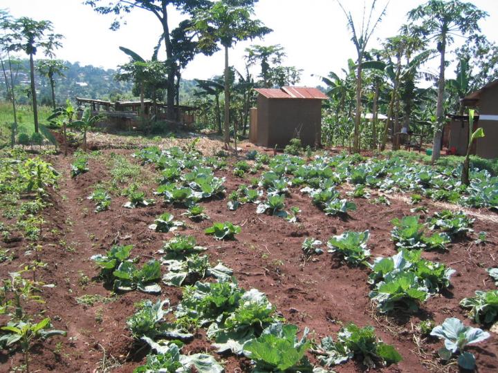 African Farm