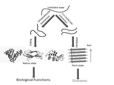 A Schematic of Native and Fibril States Formation