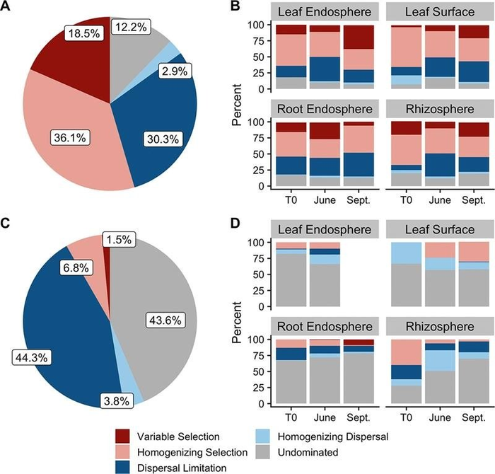 Time, More than Genes, Shapes the Poplar Tree Microbiome