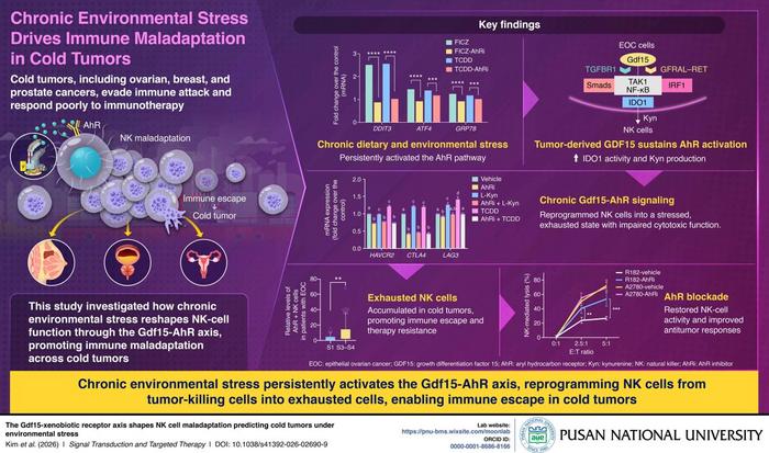 Chronic Environmental Stress Drives Immune Maladaptation in Cold Tumors