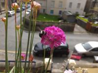 Pioneering research reveals gardens are secret powerhouse for pollinators