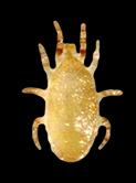 Dramatically Dynamic Genomic Evolution of a Mighty Mite