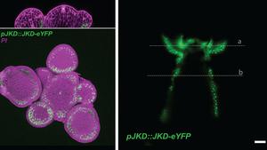 Cortex and vasculature identities diverge during primordium formation within the inflorescence meristem