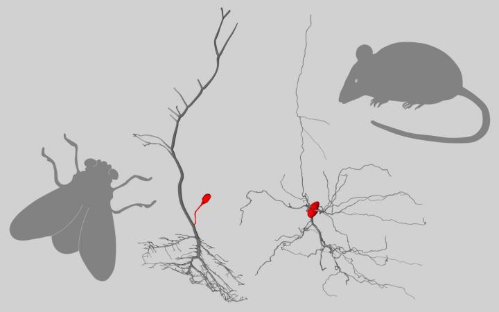 Insects Outsource the Cell Body of Neurons