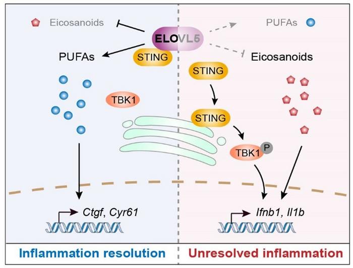Graphical summary illustrating how ELOVL5 regulates both metabolic and immune arms of resolution