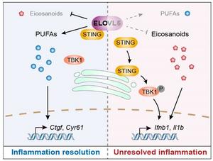 Graphical summary illustrating how ELOVL5 regulates both metabolic and immune arms of resolution