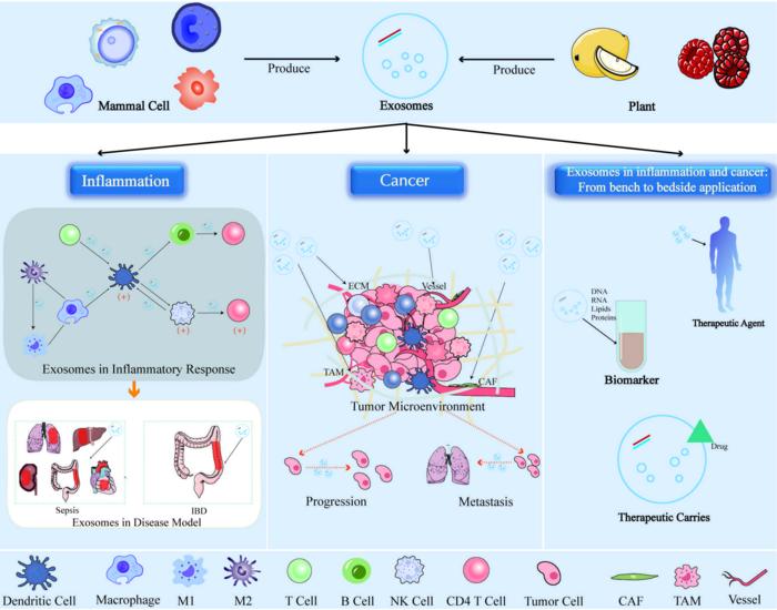 Exosomes in inflammation and cancer.