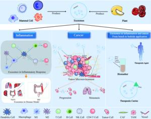Exosomes in inflammation and cancer.