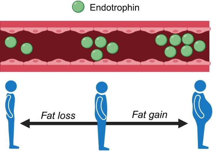 Graphical abstract