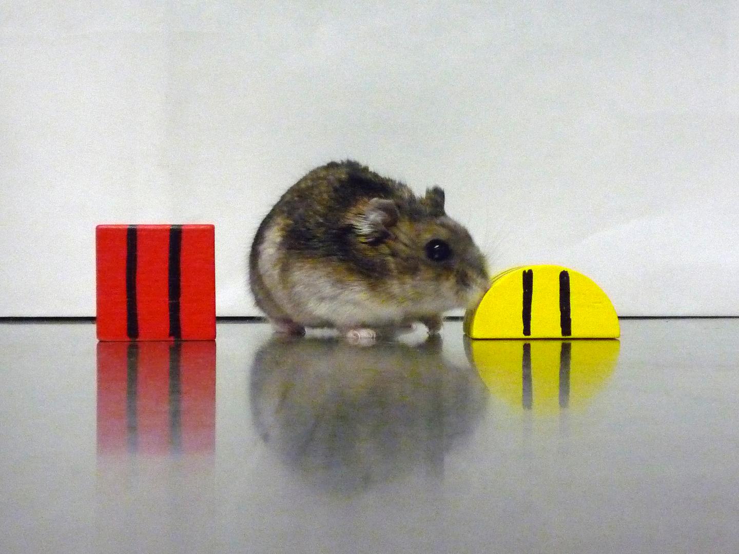 Siberian Hamster