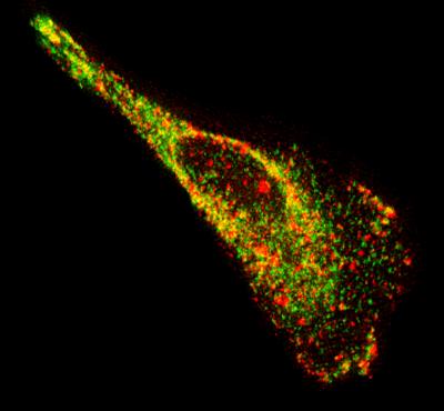 Imaging mRNA (1 of 2)