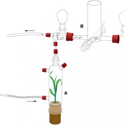 Detail of the 4-Arm Olfactometer Setup for <i>S. littoralis </i> Larval Behavior