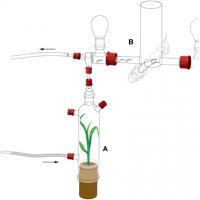 Detail of the 4-Arm Olfactometer Setup for <i>S. littoralis </i> Larval Behavior
