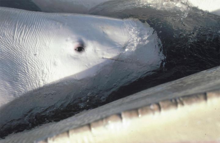 Beluga Whale