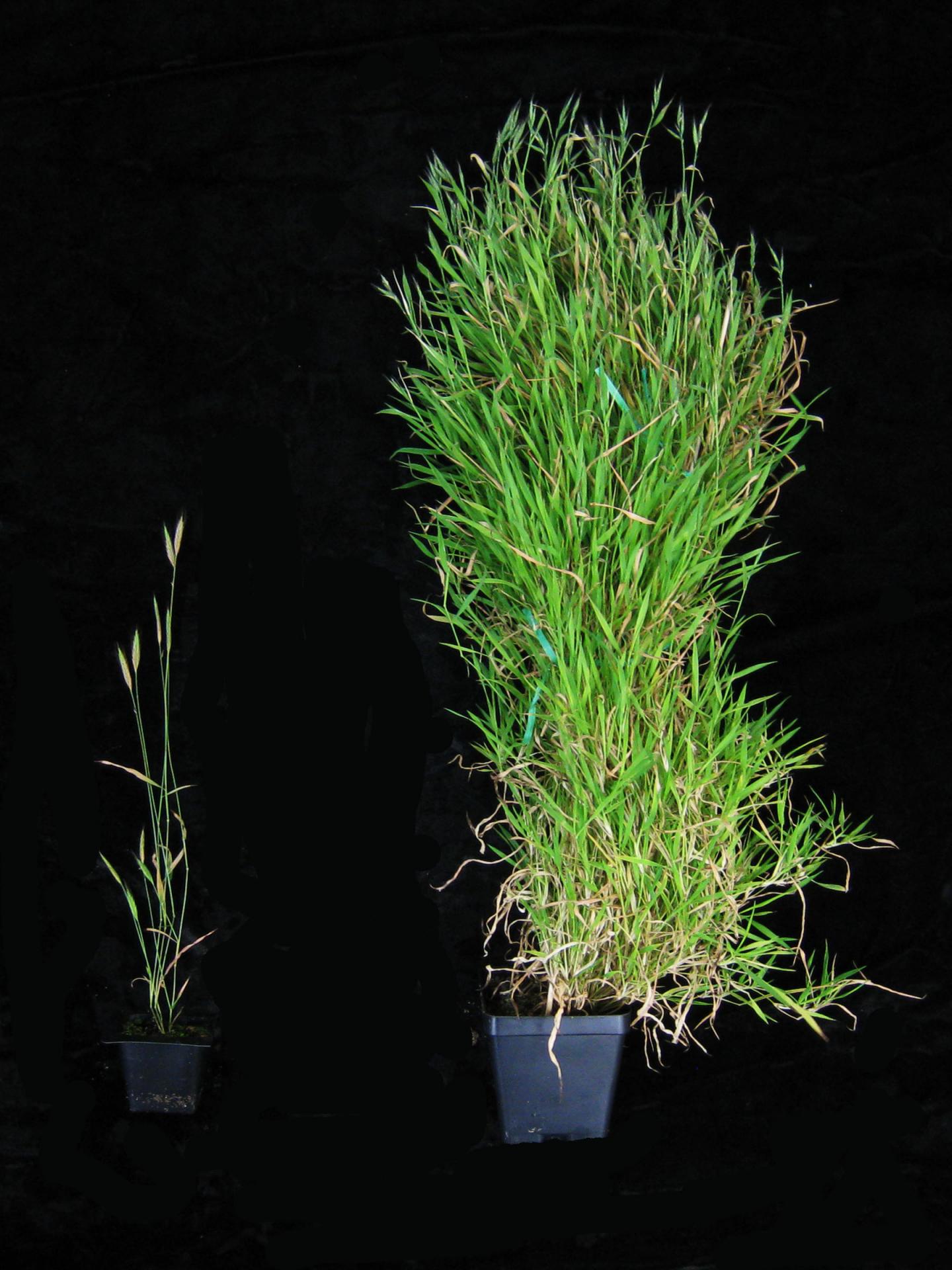 Vernalization
