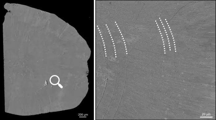Fig. 2: Fossil otolith under the electron microscope. Left: Overview backscattered electron image; right: high-resolution snapshot from the area marked with the lense. The dashed lines mark potential daily growth increments. In between are many very fine