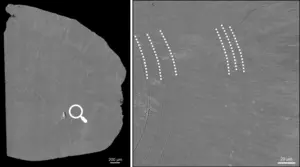 Fig. 2: Fossil otolith under the electron microscope. Left: Overview backscattered electron image; right: high-resolution snapshot from the area marked with the lense. The dashed lines mark potential daily growth increments. In between are many very fine