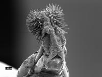 Seed beetle genital structures