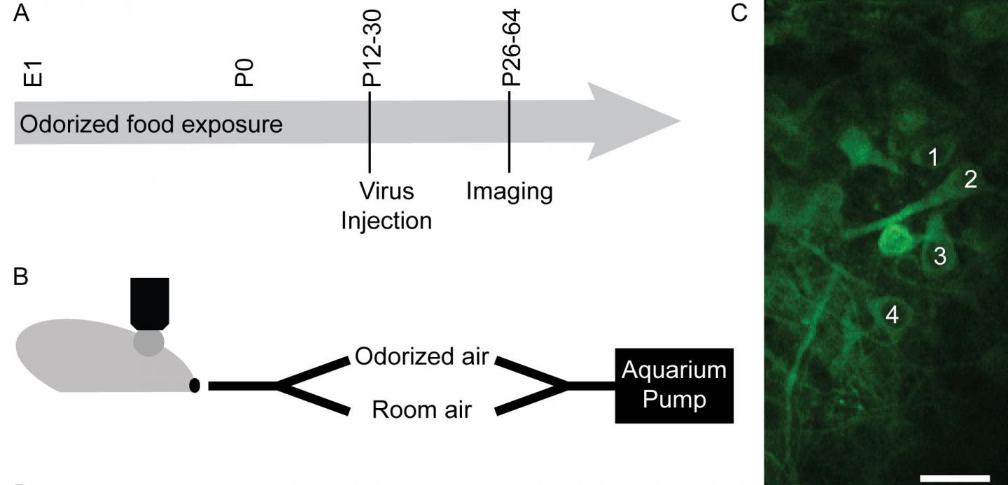 Odor Exposure