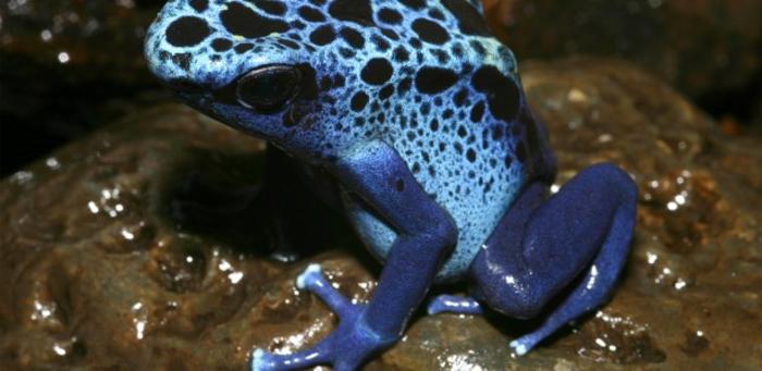 The ability to accumulate toxins from the diet has gradually evolved in poison dart frogs