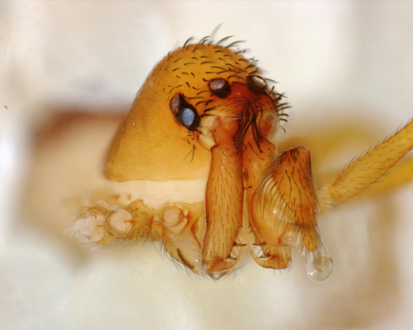 <I>Chilarchaea quellon</I>, Anterior View, Male: