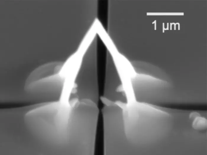 Scanning electron microscope